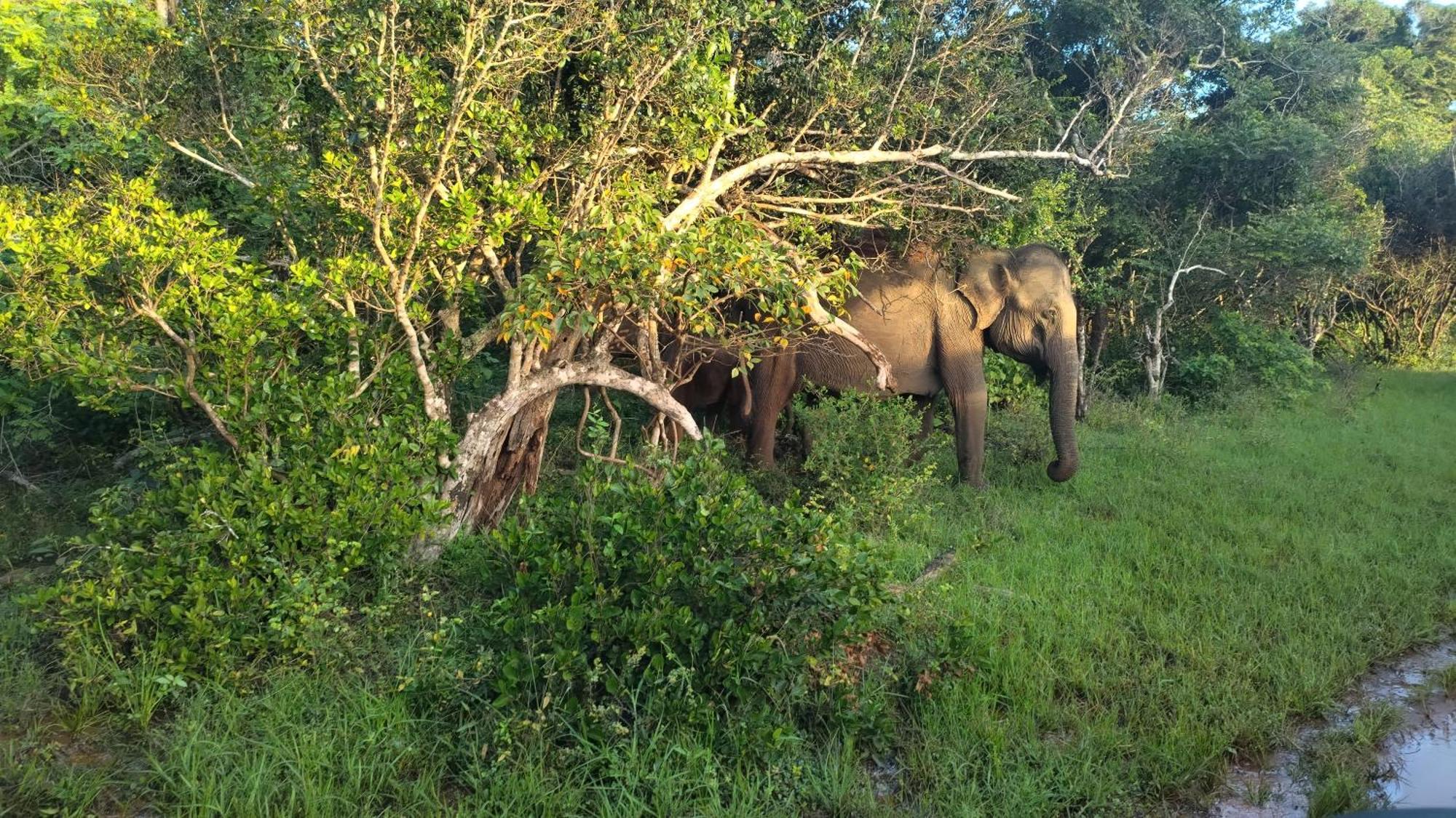 Village Mango Resort Yala Tissamaharama Bagian luar foto